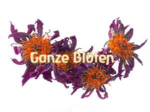 blauer lotus ganze blueten